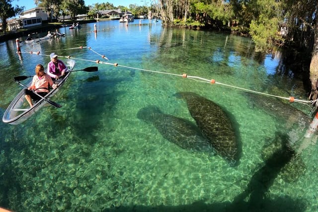 Momma and baby manatee on our clear kayak tour!